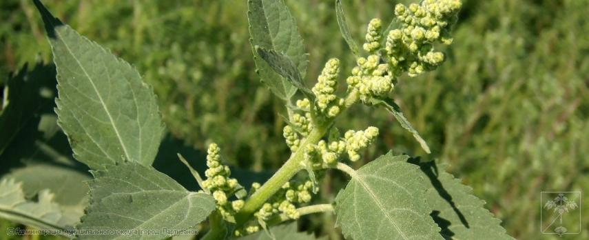 Перечень опасных видов инвазивных (чужеродных) растений, которые не отнесены к карантинным объектам и сорным растениям и в отношении которых должны приниматься меры по их выявлению, предотвращению их распространения и их уничтожению 