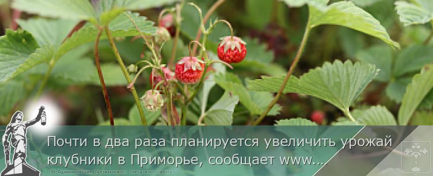Почти в два раза планируется увеличить урожай клубники в Приморье, сообщает www.primorsky.ru | Администрация муниципального округа город Партизанск Приморского края Официальный сайт Почти в два раза планируется увеличить урожай клубники в Приморье, сообщает www.primorsky.ru | Администрация муниципального округа город Партизанск Приморского края Официальный сайт