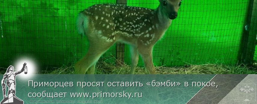 Приморцев просят оставить «бэмби» в покое, сообщает www.primorsky.ru | Администрация муниципального округа город Партизанск Приморского края Официальный сайт Приморцев просят оставить «бэмби» в покое, сообщает www.primorsky.ru | Администрация муниципального округа город Партизанск Приморского края Официальный сайт