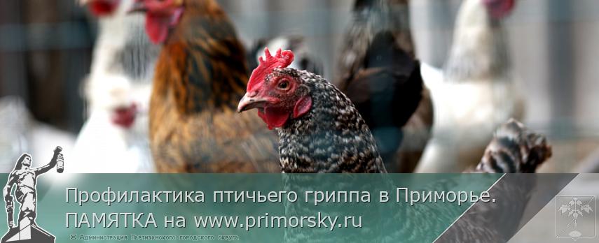Профилактика птичьего гриппа в Приморье. ПАМЯТКА на www.primorsky.ru 