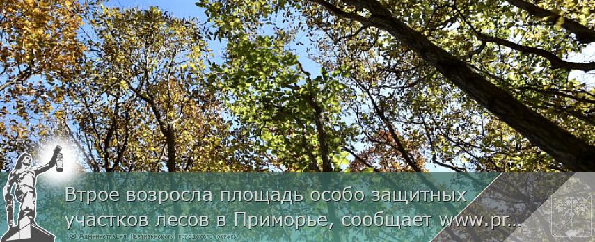 Втрое возросла площадь особо защитных участков лесов в Приморье, сообщает www.primorsky.ru | Администрация муниципального округа город Партизанск Приморского края Официальный сайт Втрое возросла площадь особо защитных участков лесов в Приморье, сообщает www.primorsky.ru | Администрация муниципального округа город Партизанск Приморского края Официальный сайт