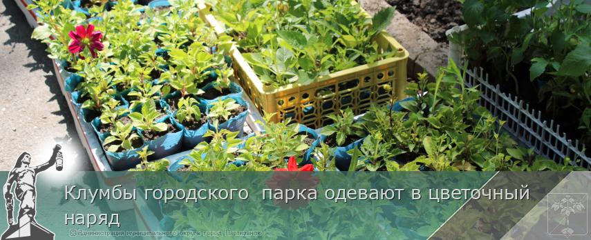 Клумбы городского парка одевают в цветочный наряд | Администрация муниципального округа город Партизанск Приморского края Официальный сайт Клумбы городского парка одевают в цветочный наряд | Администрация муниципального округа город Партизанск Приморского края Официальный сайт