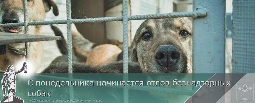 С понедельника начинается отлов безнадзорных собак | Администрация муниципального округа город Партизанск Приморского края Официальный сайт С понедельника начинается отлов безнадзорных собак | Администрация муниципального округа город Партизанск Приморского края Официальный сайт