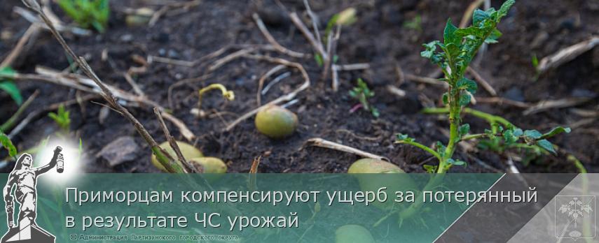 Приморцам компенсируют ущерб за потерянный в результате ЧС урожай | Администрация муниципального округа город Партизанск Приморского края Официальный сайт